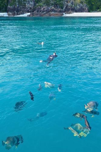 Snorkelling - Whitsundays
